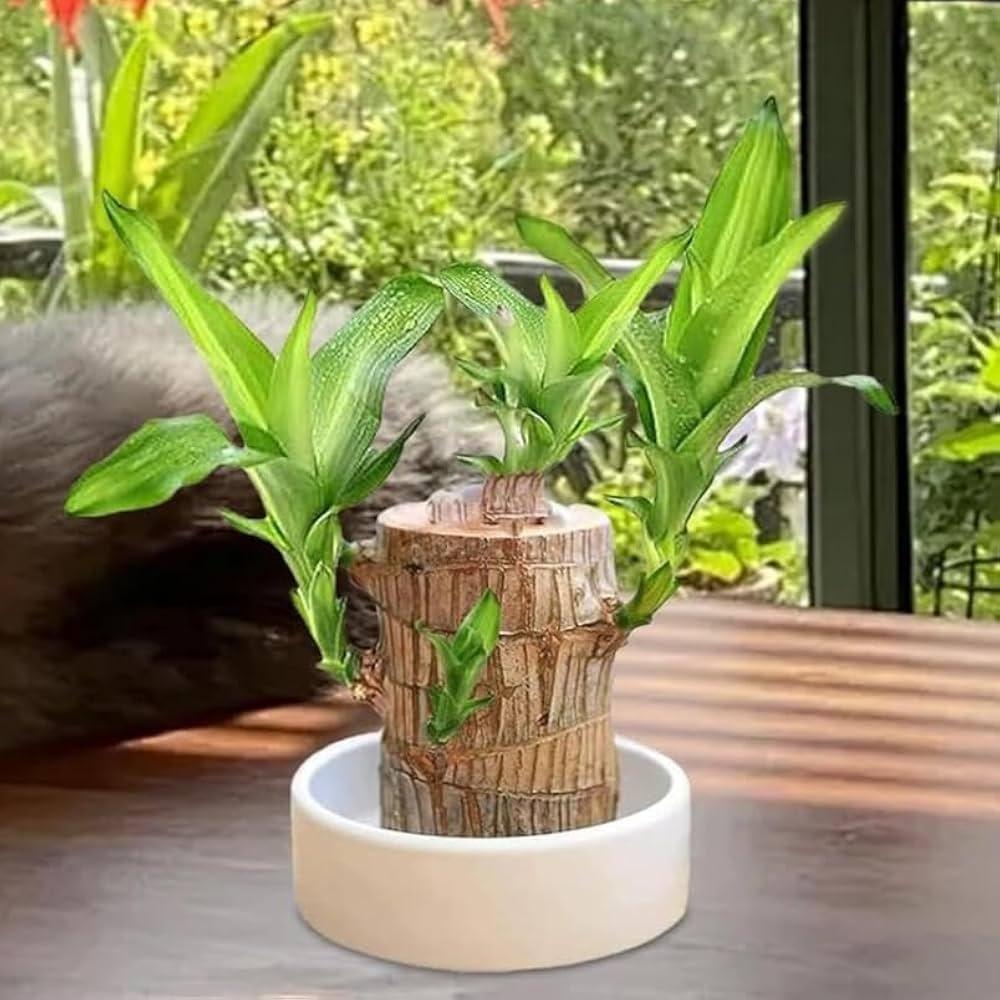 Brazilian Lucky Wood Mini Plant