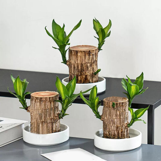 Brazilian Lucky Wood Mini Plant